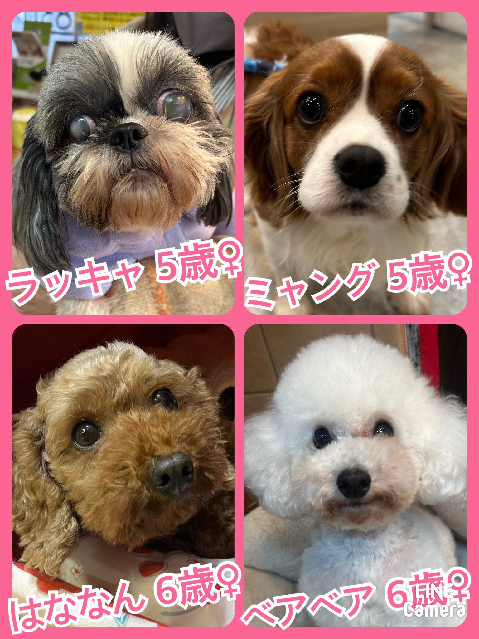 🐾今日の里親様募集中ワンコ🐶メンバーです🐾2023,11,28【保護犬カフェ天神橋店】